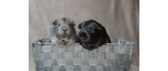 Grzybica u świnki morskiej – objawy i sposoby leczenia