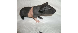 Kawia domowa rasy Skinny - charakterystyka, pielęgnacja, zdrowie (Świnka morska Skinny)