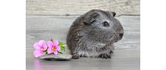 Jak łączyć ze sobą dorosłe świnki morskie?