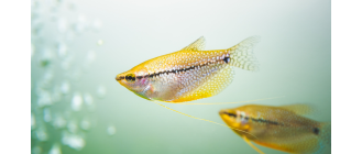 Gurami mozaikowy (perłowy) - poradnik akwarystyczny