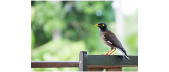 Gwarek (Gracula religiosa) - najważniejsze informacje o gatunku