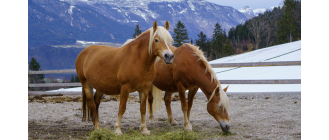 Konie haflinger - moc i wytrzymałość! Opis rasy