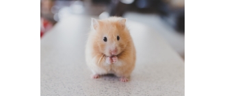 Chomik – w jaki sposób opiekować się chomikiem?