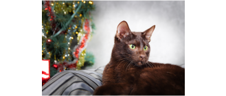 Kot hawański (havana cat) - Encyklopedia ras kotów