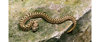 Heterodon - najważniejsze informacje