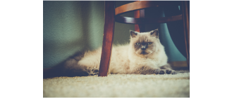 Kot himalajski (perski colourpoint) - Encyklopedia ras