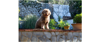 Hiszpański pies dowodny (Perro de Agua Espanol) – Encyklopedia psów