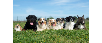 Hodowla psów rasowych - jak ją założyć oraz jak sprawdzić i wybrać najlepszą?