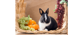 Królik holenderski - najważniejsze informacje o rasie