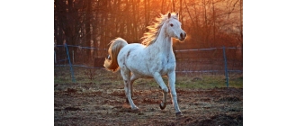 Zachowanie koni - czy wiesz co oznacza mowa ciała konia?