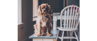 Pies w bloku – jaką rasę najlepiej wybrać? Porady