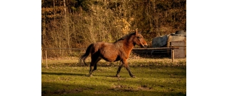 Koń huculski (Hucuł) - najważniejsze informacje o rasie