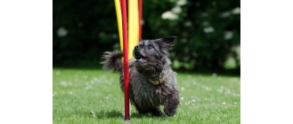 Plac zabaw dla psów – jak można zapewnić psu ciekawą rozrywkę?