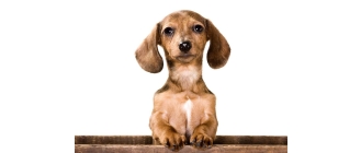 Ropomacicze u psów jako stan zagrożenia życia