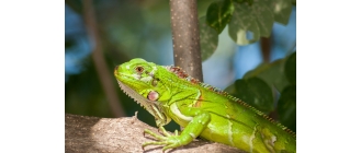 Legwan, iguana: wszystko, co musisz wiedzieć, zanim zdecydujesz się je kupić