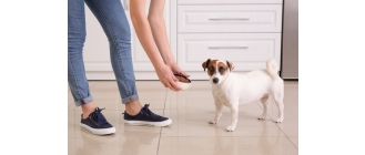 Kiedy karmić psa – rano czy wieczorem?