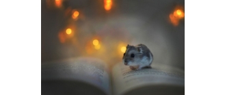 Imiona dla chomika. Lista imion dla chomika dziewczynki i samca