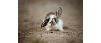 Imiona dla królików – alfabetyczny spis. Jak wybrać najlepsze imię dla królika?