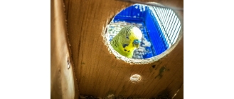 Imiona dla papug. Spis imion i inspiracje