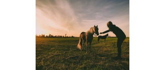 Księga imion dla koni. Jak wybrać idealne imię dla konia?