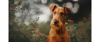 Terier irlandzki (Irish terrier) - encyklopedia ras psów