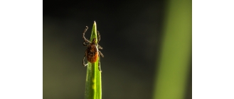 Uwaga na kleszcze! Jak się przed nimi chronić, jak prawidłowo usunąć kleszcza oraz jakie objawy powinny nas zaniepokoić?