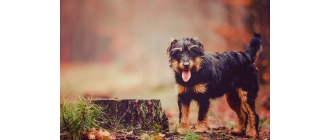 Niemiecki terier myśliwski (Jagdterrier) – najważniejsze informacje o rasie