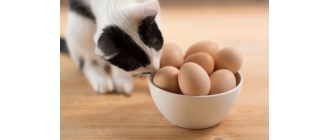 Czy jajko dla kota to dobry pomysł?