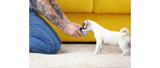 Ile razy dziennie karmić psa?  - Podstawowe zasady karmienia