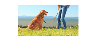 Jak nauczyć psa komendy daj głos?