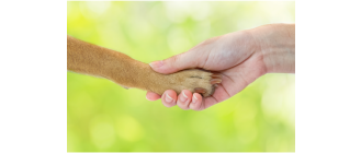 Jak nauczyć psa dawać łapę? Przydatne tricki