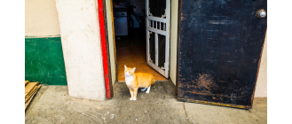 Jak oduczyć kota wychodzenia z domu?