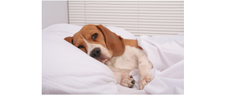 Jak oduczyć psa spania w łóżku? Porady krok po kroku