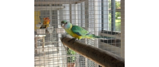 Jak oswoić papugę? Pomocne wskazówki