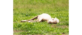 Jak konie śpią? Wszystko o śnie konia