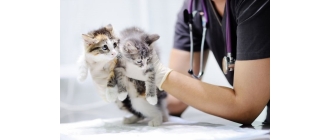 Jak prawidłowo unieruchomić kota? Wskazówki przydatne u weterynarza i w domu