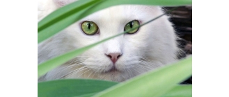 Jak chronić kota przed kleszczami? Przegląd najpopularniejszych środków ochrony przeciw kleszczom