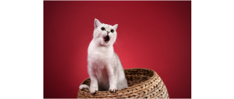 Jaki kot do mnie pasuje? Przeczytaj, zanim kupisz kota