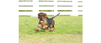 Jamnik szorstkowłosy – Encyklopedia psów