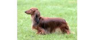 Jamnik - charakterystyka, pielęgnacja, zdrowie ( Encyklopedia psów )