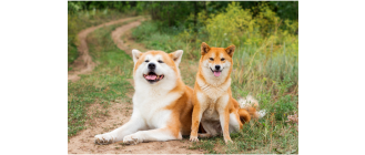 Jakie to są japońskie psy?