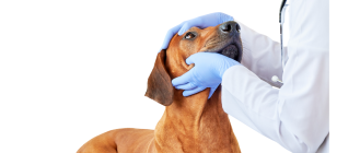 Jaskra u psa - objawy, leczenie, przyczyny