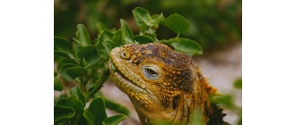 Co jedzą jaszczurki? Zdradzamy sekrety żywienia jaszczurek