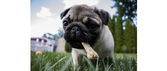 Alergia pokarmowa u psa - jak diagnozować i leczyć