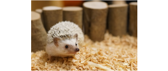 Jeż pigmejski (Atelerix albiventris) najważniejsze informacje o gatunku