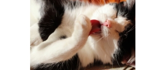 Koci język –  dlaczego jest szorstki?