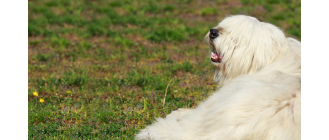 Owczarek południoworosyjski Jużak - encyklopedia ras psów