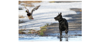 Czy dzikie ptactwo dla psa jest zdrowe? Poznaj wartość suszonej kaczki i bażanta