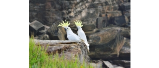 Kakadu – charakterystyka, potrzeby i żywienie