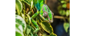Kameleony – charakterystyka najpopularniejszych gatunków domowych
